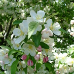 Malus 'Lancelot' — photo 4