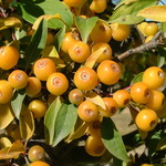 Malus 'Lancelot' — photo 6
