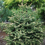 Abies Pinsapo — photo 1