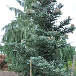 Abies Pinsapo — photo 2