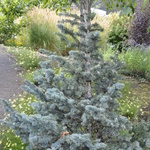 Abies Lasiocarpa 'Arizonica Nana' — photo 1