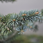 Abies Lasiocarpa 'Arizonica Nana' — photo 2