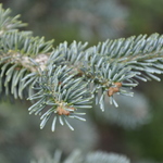 Abies Lasiocarpa 'Arizonica Nana' — photo 3