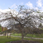 Malus 'Louisa' — photo 2