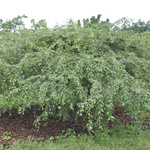Malus 'Louisa' — photo 3