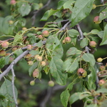 Malus 'Louisa' — photo 4