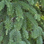 Abies Procera 'Lagraciosa' — photo 2