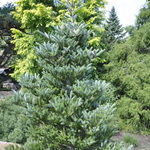 Abies Koreana 'Silver Show' — photo 1