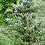Abies Koreana 'Silver Show' — photo 2
