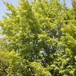 Acer x Freemanii 'Autumn Fantasy' — photo 1