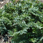 Acanthus 'Bears Breachers' — photo 1
