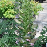 Acanthus 'Bears Breachers' — photo 2