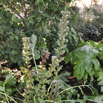 Acanthus 'Bears Breachers' — photo 3