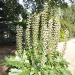 Acanthus 'Bears Breachers' — photo 4