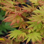 Acer shirasawanum  'Autumn Moon' — photo 1
