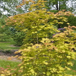 Acer shirasawanum  'Autumn Moon' — photo 2