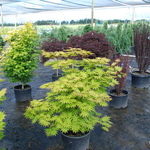 Acer shirasawanum  'Autumn Moon' — photo 3