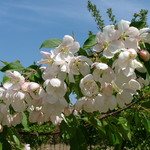 Malus Madonna — photo 3