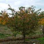 Malus Madonna — photo 4