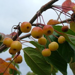 Malus Madonna — photo 5