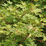 Acer Japanicum 'Beni Kawa' — photo 1