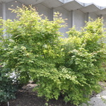Acer Japanicum 'Beni Kawa' — photo 2