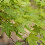 Acer Japanicum 'Beni Kawa' — photo 3