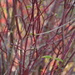 Acer Japanicum 'Beni Kawa' — photo 4