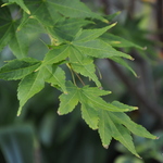 Acer Japanicum 'Beni Kawa' — photo 5