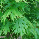 Acer Saccharum 'Sweet Shadow' — photo 1