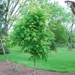 Acer Saccharum 'Sweet Shadow' — photo 2