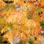 Acer Saccharum 'Sweet Shadow' — photo 3