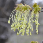 Acer Saccharum 'Globosa' — photo 1