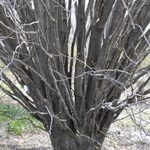 Acer Saccharum 'Globosa' — photo 3