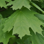 Acer Saccharum 'Globosa' — photo 4