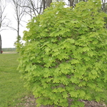 Acer Saccharum 'Globosa' — photo 5