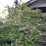 Acer Palmatum 'Tsuma Gaki' — photo 1