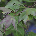 Acer Palmatum 'Tsuma Gaki' — photo 2