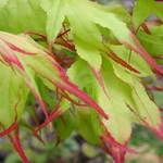 Acer Palmatum 'Tsuma Gaki' — photo 3