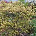 Acer Palmatum 'Tsuma Gaki' — photo 4