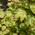 Acer Palmatum 'Tsuma Gaki' — photo 5