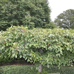 Malus Mary Potter — photo 3