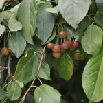 Malus Mary Potter — photo 4