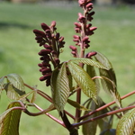 Aesculis Humilis Red — photo 1