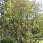 Aesculis Humilis Red — photo 4