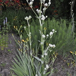 Agastache 'Blue Fortune' — photo 1