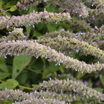Agastache 'Blue Fortune' — photo 2