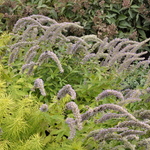 Agastache 'Blue Fortune' — photo 3