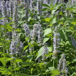Agastache 'Blue Fortune' — photo 4