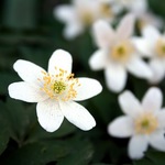 Anemone Sylvestris — photo 1
